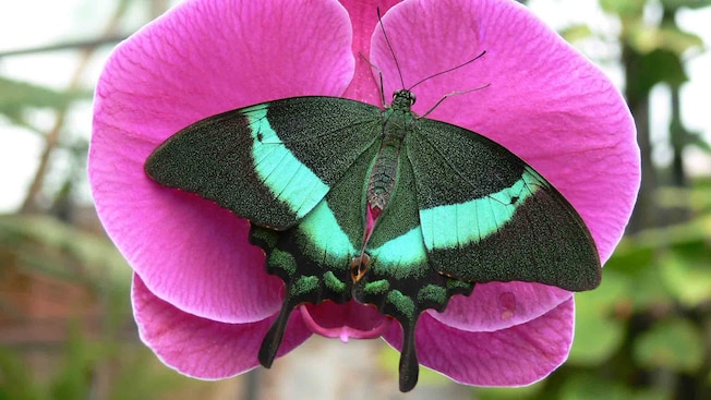 A butterfly on a flower A butterfly on a flower