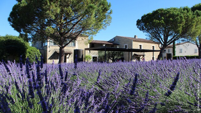 Buildings with trees and a yard full of lavender