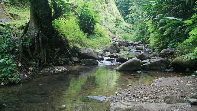 Senderismo en un bosque tropical