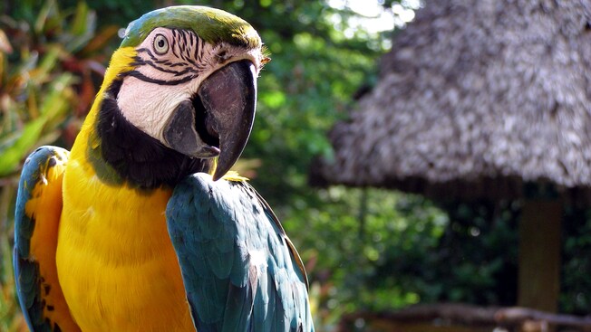 A parrot