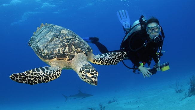 A diver swims next to a sea turtle under water A diver swims next to a sea turtle under water