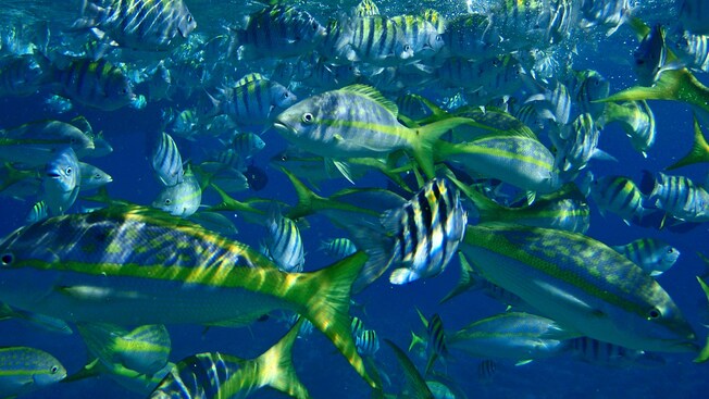 Cardumes de diferentes espécies de peixes nadam juntos