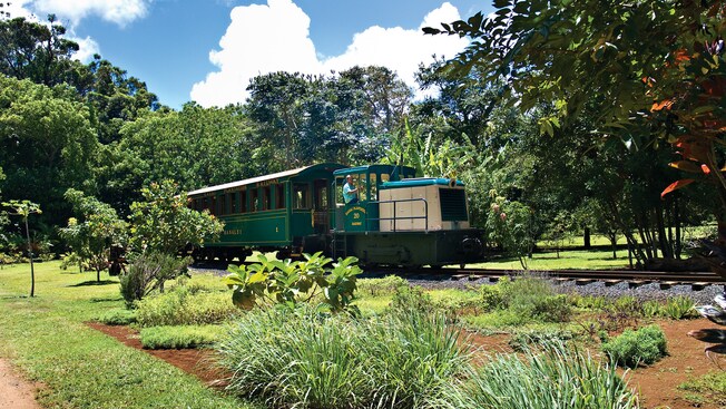 The engineer leans out the window of an old train as it passes through tropical gardens and forest