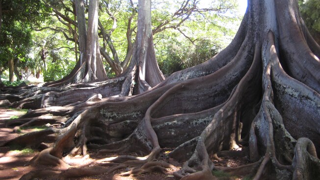 The enormous roots of 3 banyan trees in a forest