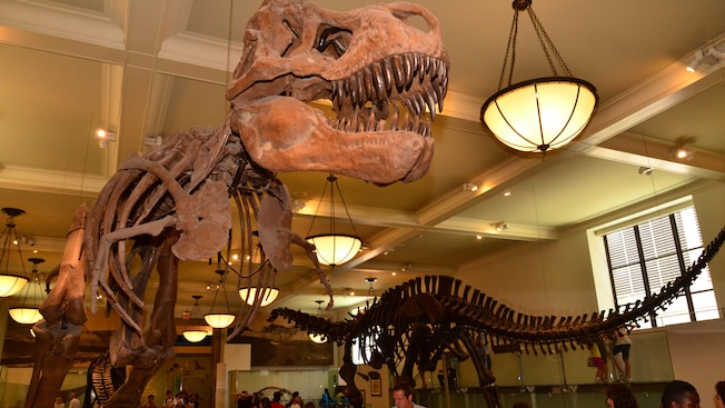 Dinosaur fossils reconstructed into complete skeletons hang from a ceiling at eye level in an exhibit room Dinosaur fossils reconstructed into complete skeletons hang from a ceiling at eye level in an exhibit room