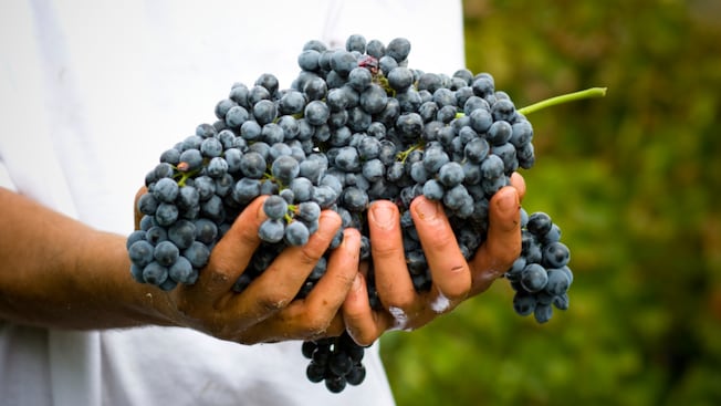 A pair of hands holding a cluster of freshly harvested grapes