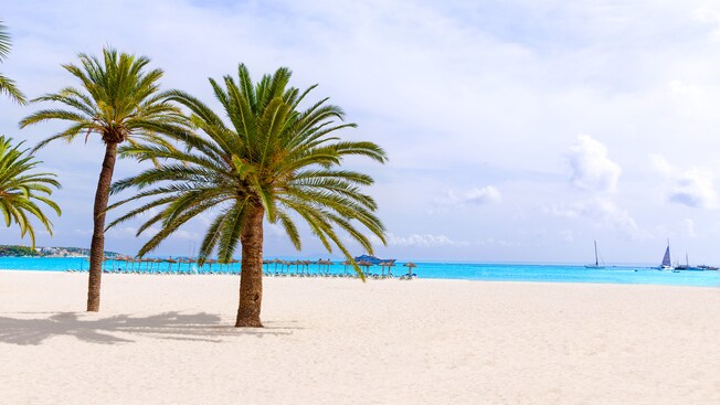 Palmeras, camastros y sombrillas de paja en una arenosa playa tropical