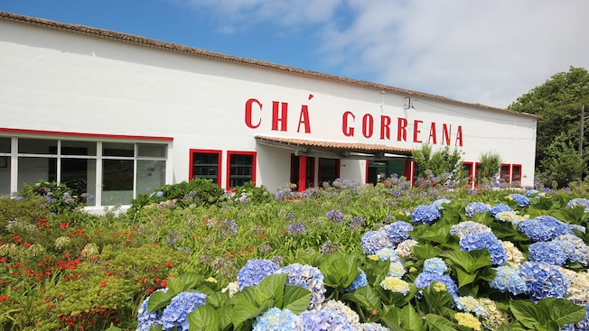 The exterior of a tea factory called Cha Gorreana The exterior of a tea factory called Cha Gorreana