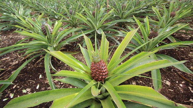 A cultivated pineapple plant with a little fruit growing in the center