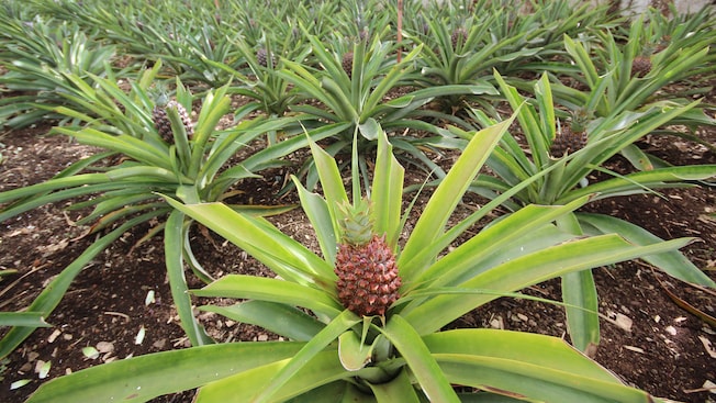 Rows of pineapple plants growing out of the ground in a large greenhouse Rows of pineapple plants growing out of the ground in a large greenhouse