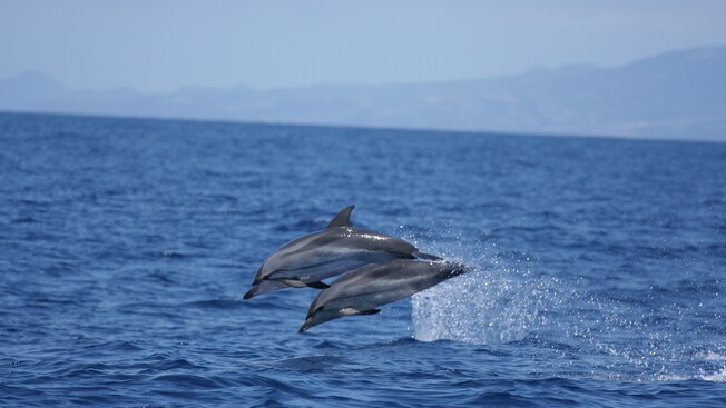 2 dolphins shoot out of the water, leaving a splash in their wake