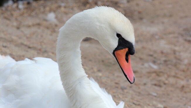 A swan