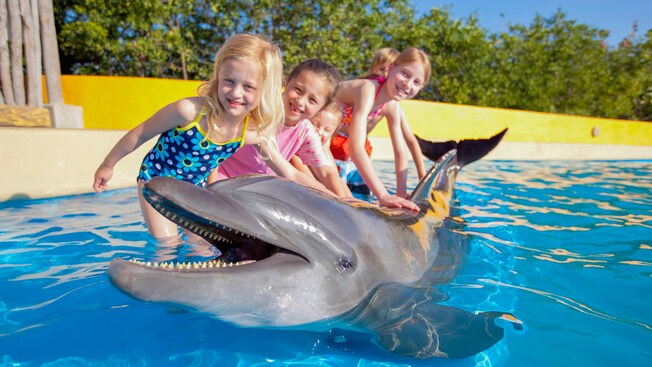 Um grupo de crianças pequenas acaricia um golfinho na borda rasa de uma piscina
