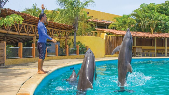 Um treinador na beira de uma piscina levanta uma mão e apita enquanto três golfinhos saltam da água
