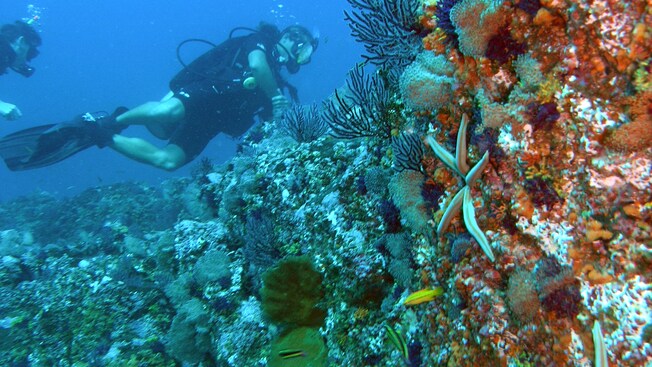 Two scuba divers explore a reef