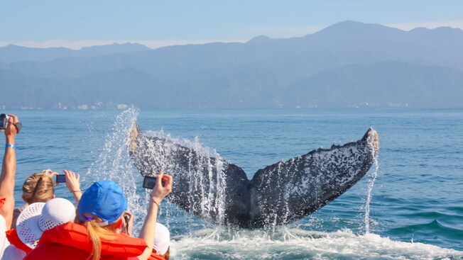 Passengers on a tour boat snap pictures of a whale fluke peeking out of the water