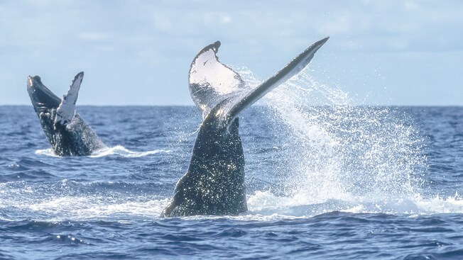 The flukes of 2 humpback whales rising out of the ocean waters