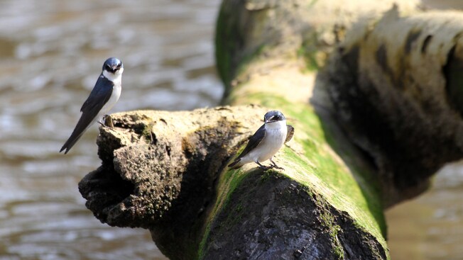2 birds on a log above a river