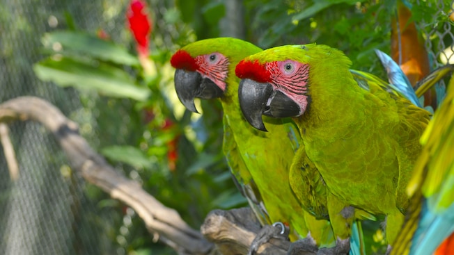 2 great green macaws 2 great green macaws