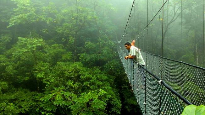 2 men look over the side of a bridge in the middle of a rain forest 2 men look over the side of a bridge in the middle of a rain forest