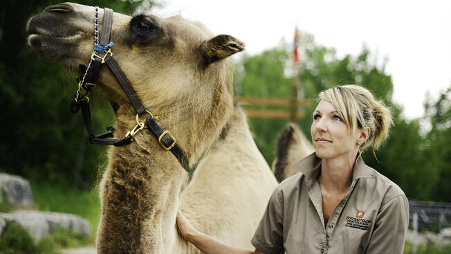 Uma mulher vestindo um uniforme de zoológico está ao lado de um camelo