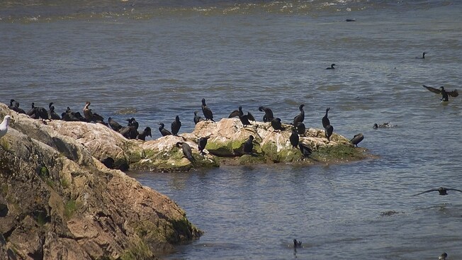 Black swans congregate on the rocky banks of a bay