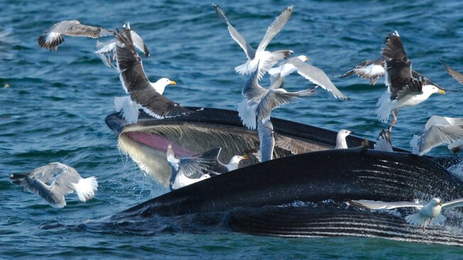 Seagulls attempting to fly away from the open mouth of a whale, just above the waters surface