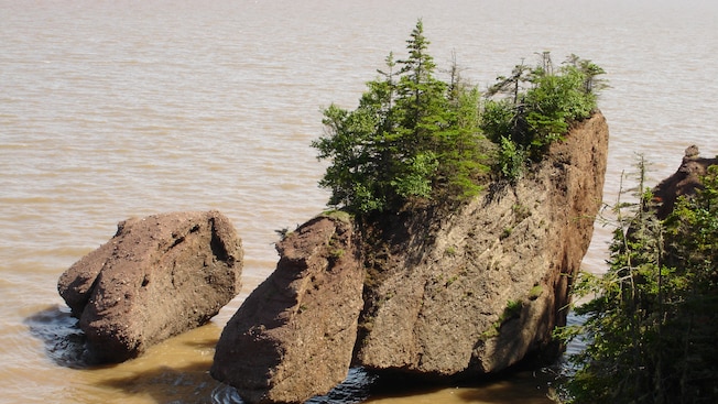 1 of 2 large rock formations in a muddy bay has trees growing on it 1 of 2 large rock formations in a muddy bay has trees growing on it