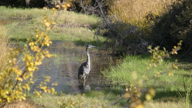 A great blue heron bird stands in a marsh at Irving Nature Park in Saint John, New Brunswick