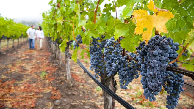 Uvas creciendo en el viñedo de una finca de vino mientras una pareja camina en el fondo Uvas creciendo en el viñedo de una finca de vino mientras una pareja camina en el fondo