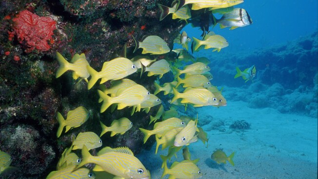 Swimming tropical fish