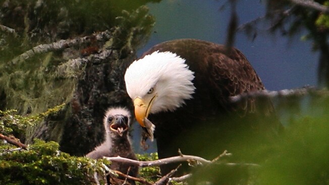 Un águila madre alimenta a un aguilucho