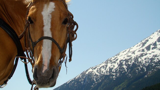 El rostro de un caballo con una ladera nevada detrás
