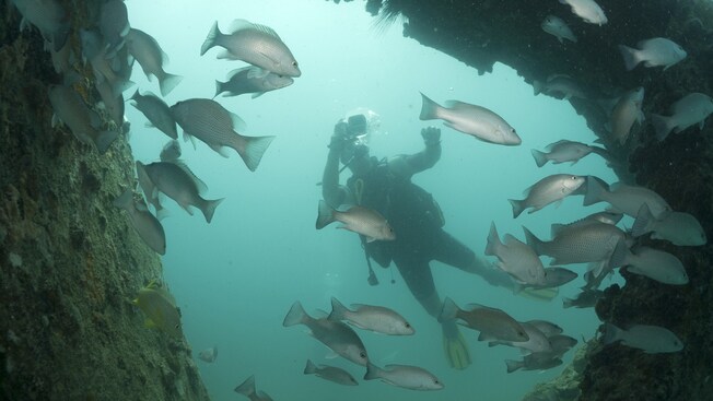 A diver takes pictures of fish swimming by the opening of a large underwater cave