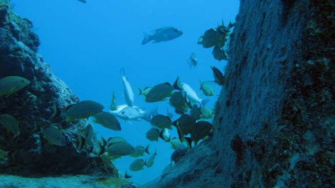 A school of tropical fish gathers in a narrow space between 2 underwater hills