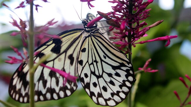 A butterfly with intricate markings on a flowering plant