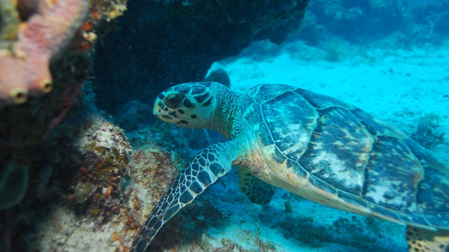 Una tortuga marina nada cerca de una formación rocosa submarina Una tortuga marina nada cerca de una formación rocosa submarina