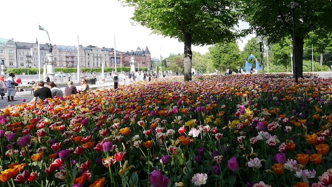 Flowers near trees and a bustling street Flowers near trees and a bustling street