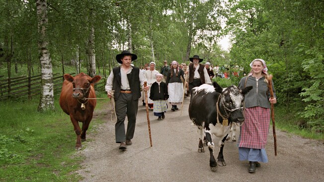 A group of people dressed in historical attire walk down a path with cows