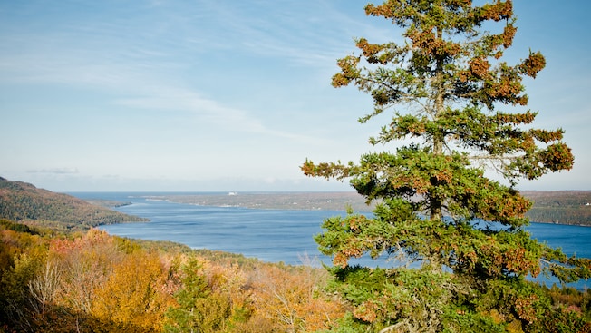 A formidable tree sticks up from dry shrubbery, overlooking a narrow bay A formidable tree sticks up from dry shrubbery, overlooking a narrow bay