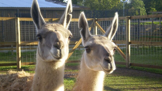 Dos&nbsp;llamas paradas una al lado de la otra en un recinto cubierto de hierba