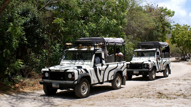 4 by 4 vehicles carry passengers over a forested backroad 4 by 4 vehicles carry passengers over a forested backroad