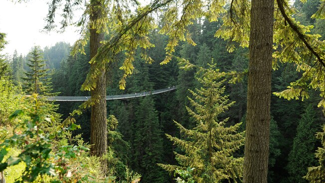 A suspension bridge set high in the treetops of a lush forest