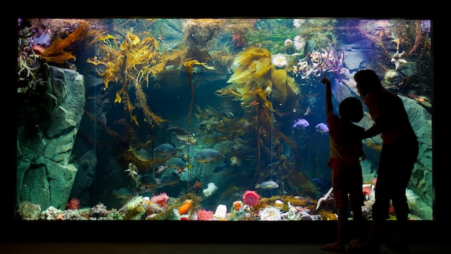 A mother and child viewing marine life through a large aquarium A mother and child viewing marine life through a large aquarium