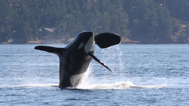 Uma orca mergulha na água em uma costa densamente arborizada Uma orca mergulha na água em uma costa densamente arborizada