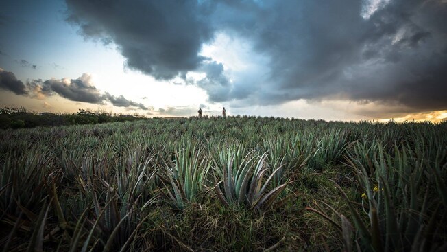 An open field filled with aloe vera plants