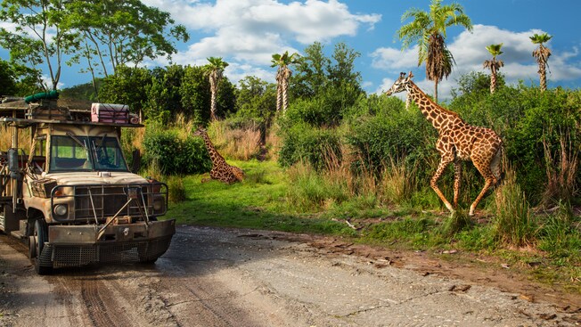 Un autobús de safari descubierto estaciona cerca de 2 jirafas mientras está en Kilimanjaro Safaris