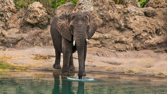 Un elefante bebe de un pozo de agua en la sección África del parque Disney's Animal Kingdom