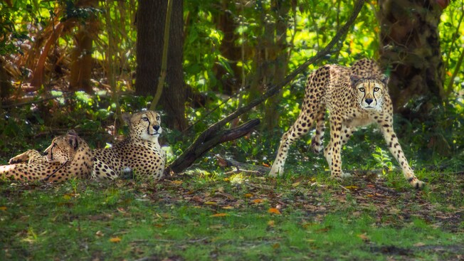 Un guepardo atento se prepara para correr, mientras otros 2 guepardos deambulan por la jungla