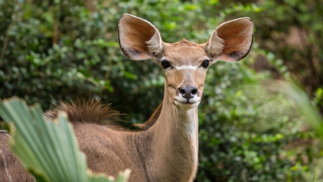 Y joven antílope con ojos oscuros y orejas grandes
